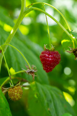 Fruits of raspberry and green leaves on a bush branch