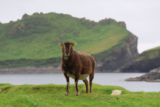Soay Schaf auf Hirta, St. Kilda, Schottland