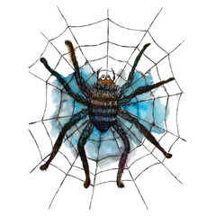 Spider in watercolor and liner