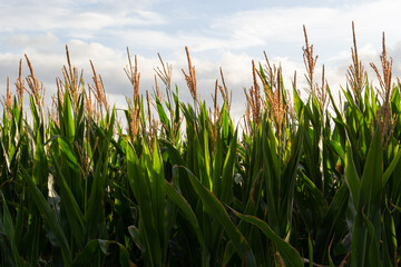 Corn or maize field in organic land agriculture