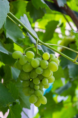 Ripe grapes grow on bushes. Bunch of grapes before harvest