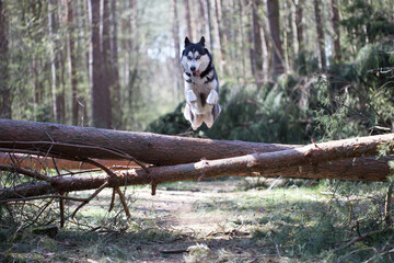 dog in the woods