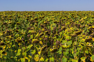 Fototapeta na wymiar Sunflower heads drooping full of seeds to be harvest at the end of the growing season on a farm field in autumn