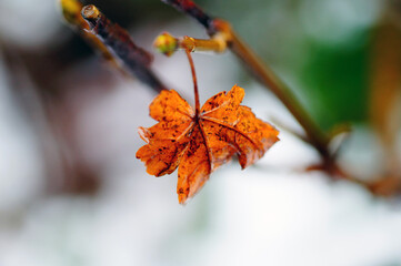 Last autumn orange leaf on a snowy background. Late fall and early winter season concept