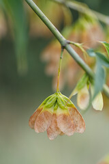 leaves on a maple tree