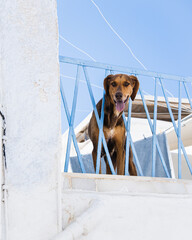 Dog on a balcony in Milos greece