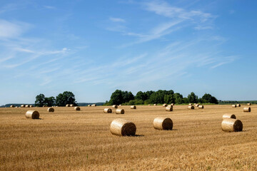 Straw bales on farmland with blue sky. Agriculture. Harvesting