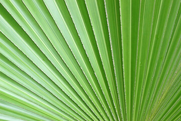 Obraz premium A fan-like background pattern from a close-up of a green palm leaf