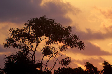 The silhouette of a tropical tree against a golden sky at sunset