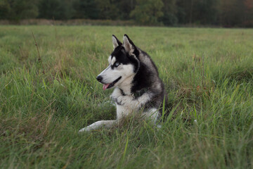 siberian husky dog