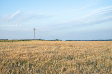 Panorama of a rye field. Rural landscape on a bright sunny day.
