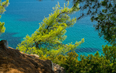 Sea and pine trees