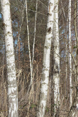 Weiße Rinde an Baumstämmen von Weißbirken, Betula pendula, Betula verrucosa