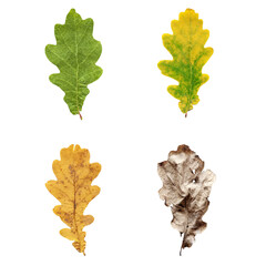 Collection of seasonal specific oak leaves isolated