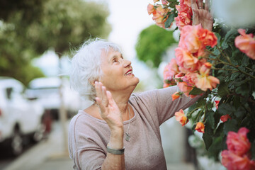 Elderly woman admiring beautiful bushes with colorful roses. Senior lady on a walk in the city...