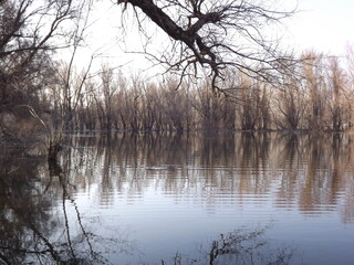 Swampy autumn, sunny landscape. A panoramic view of the marsh in the autumn sunny period of the day.