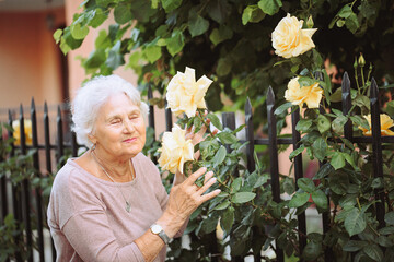 Elderly woman admiring beautiful bushes with yellow roses. Senior lady on a walk in the city...