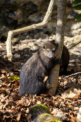 Caption/Description: Adult common cusimanse, crossarcgus obscurus, also known as the long-nosed kusimanse, a dwarf mongoose found in forests of sub-saharan Africa
