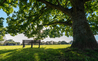 Bench under a tree in England