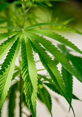 Cannabis plant leaves on dark color background