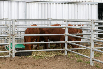 Bonsmara Cattle Stud auction: George South Africa - pen of young animals