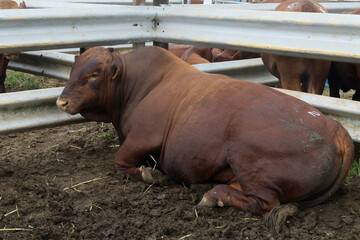 Bonsmara Cattle Stud auction: George South Africa - stud bull