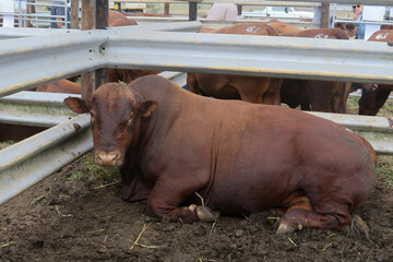 Bonsmara Cattle Stud auction: George South Africa - stud bull