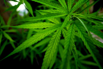 Cannabis plant leaves on dark color background