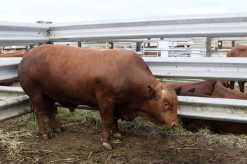 Bonsmara Cattle Stud auction: George South Africa - stud bull