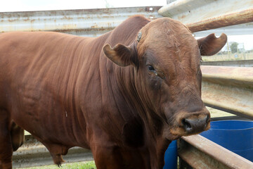 Bonsmara Cattle Stud auction: George South Africa - stud bull