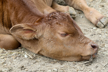 Fototapeta premium Bonsmara Cattle Stud auction: George South Africa - day old calf