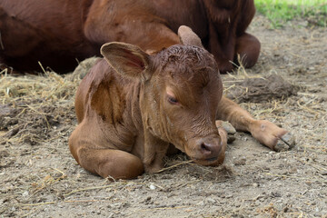 Bonsmara Cattle Stud auction: George South Africa - day old calf