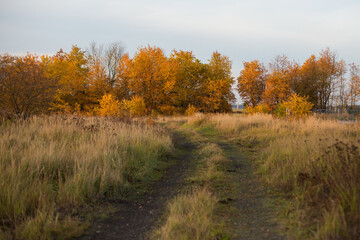 autumn in the forest
