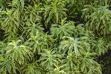 Natural background of the wall with green leaves