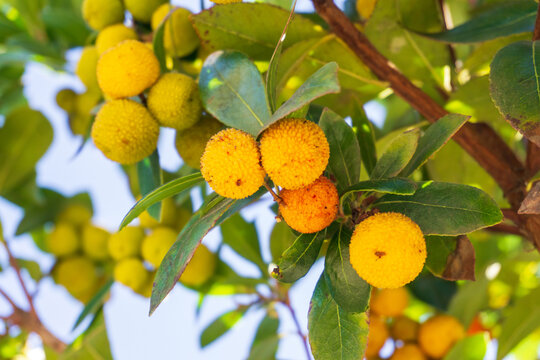 Yellow thorny Arbutus fruits ripen on a branch in an orchard