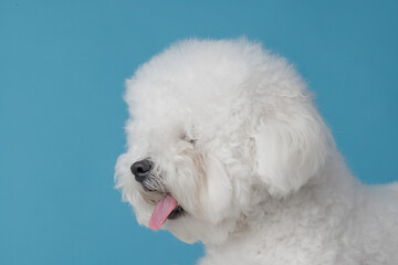 cute dog bichon frise on a flat blue background, bichon frise close-up