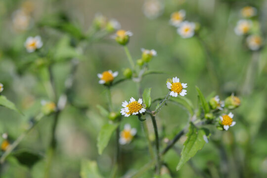 Blooming Peruvian daisy (Galinsoga quadriradiata).