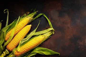 Close-up of fresh sweet corn ears. Ripe golden corn cobs in the lower left corner on black background. Flat lay composition. Copy space. Dark low key photo.