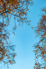 Tree branches with fall yellow foliage against blue sky, autumn background