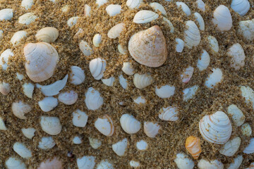 Sand hills decorated with shells