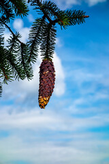 Pine cones on conifers in mountain nature