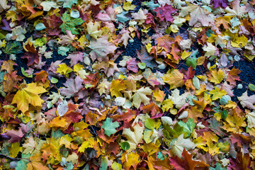 Autumn fallen maple leaves on asphalt, yellow, green. Autumn leaves spread out on the wet and black asphalt.