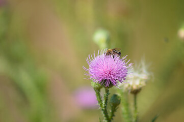 Closeup of bee on spiny plumeless thistle flower with blurred background