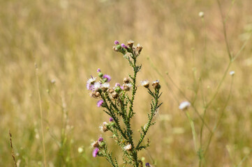 Closeup of spiny plumeless thistle flowers with brown blurred plants on background