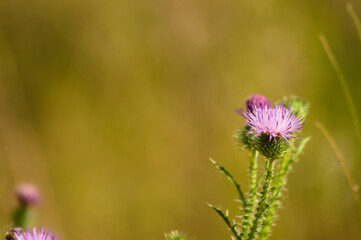 Closeup of spiny plumeless thistle flower with brown green blurred background