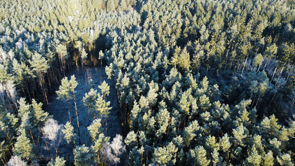 Verschneiter Winterwald an sonnigem Morgen im Winter aus der Luft