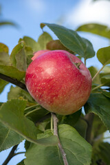 Red ripe apple on a branch