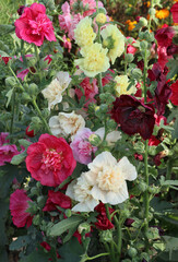 Mallow flowers of different colors in the flower bed