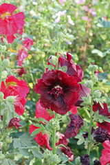 Large dark burgundy mallow flower surrounded by pink flowers in a flower bed