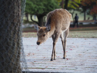 鹿・奈良公園